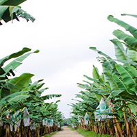 COOPERATIVA AGRARIA DE USUARIOS RIO Y VALLE
