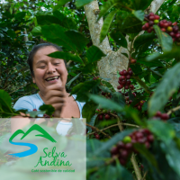 She loves harvest the best coffee for you.