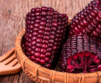Purple Corn