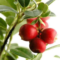Camu Camu 