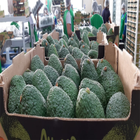 Hass avocado 