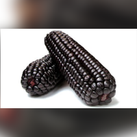 Purple Corn 25 kg and 50 kg