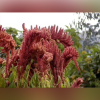 Andean Grains - Kiwicha