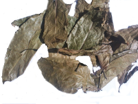 Huambisa whole leaves