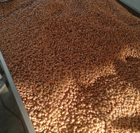 Sacha Inchi Seeds in Box of 20kg