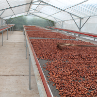 Cocoa drying