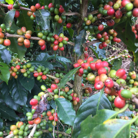 Coffee-plant