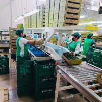 Our avocado packing plant is located in the province of Cañete. Our ginger field is located in Pichanaqui (Jungle). It has a privileged climate allowing a quality harvest throughout the year.