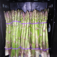 Fresh Green Asparagus 2.5kg Boxes