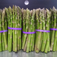 Fresh Green Asparagus Fine