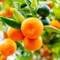 Mandarina Frescas