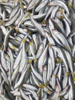 Silver Smelt