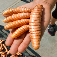 Fresh Turmeric from 20 to 45g 