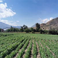 Agricultural Fields
