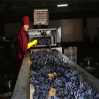 Grapes selection
