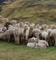 Alpacas in the Peruvian Highlands