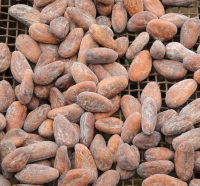 Cacao Beans