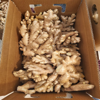 Organic Ginger