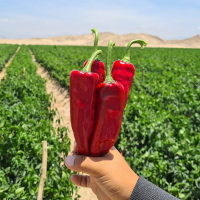 Paprika Chili