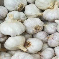 Fresh Garlic