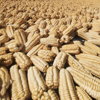 Giant White Corn from Cuzco