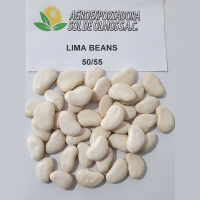 Lima Bean