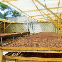 Cocoa Drying