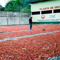 Cocoa Drying