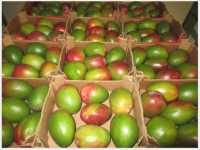 Fresh Mango