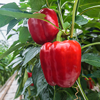 Bell peppers