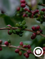 Specialty Green Coffee - Coipa