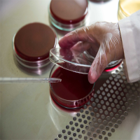 Liquid Carmine