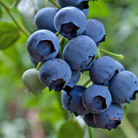 Blueberries