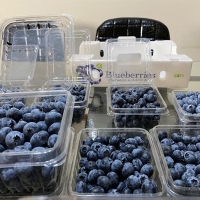 Blueberries