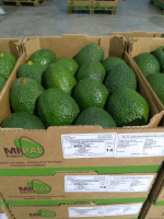 FRESH AVOCADOS, HASS VARIETY