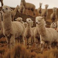 Michell y Cía. S.A. – Marca Sol Alpaca
