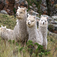 Michell y Cía. S.A. – Marca Sol Alpaca