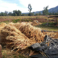 Collecting of quinoa panicles