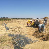 Collecting of quinoa panicles
