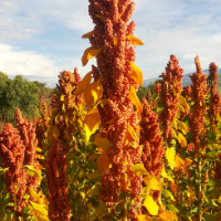 Quinoa fields