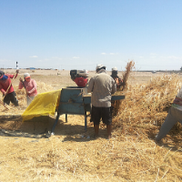 Manual threshing