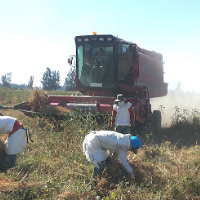 Mechanized threshing