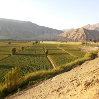 Quinoa farmlands