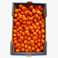 Fresh Mandarine W Murcott