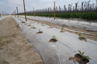 Tomato transplant for seed production