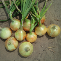  43/5000 Sweet Yellow Onion Variety Campo Lindo