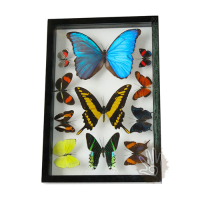 double glass frame 