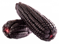 Purple Corn