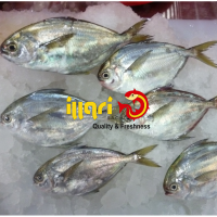 Frozen Whole Butterfish - 50 to 300 gr
