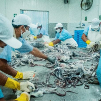Our production team, cleanning and separating Giant Squid tentacles. 